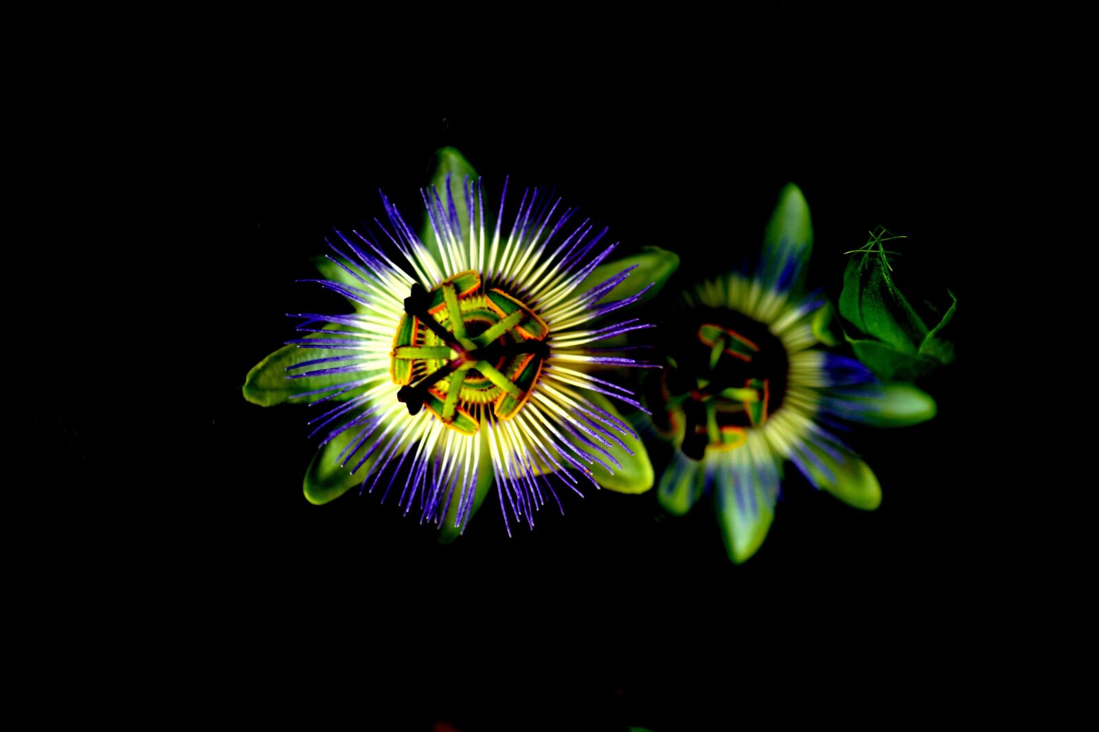 Leica Q (Typ 116) sample photo. Flower, green, violet photography