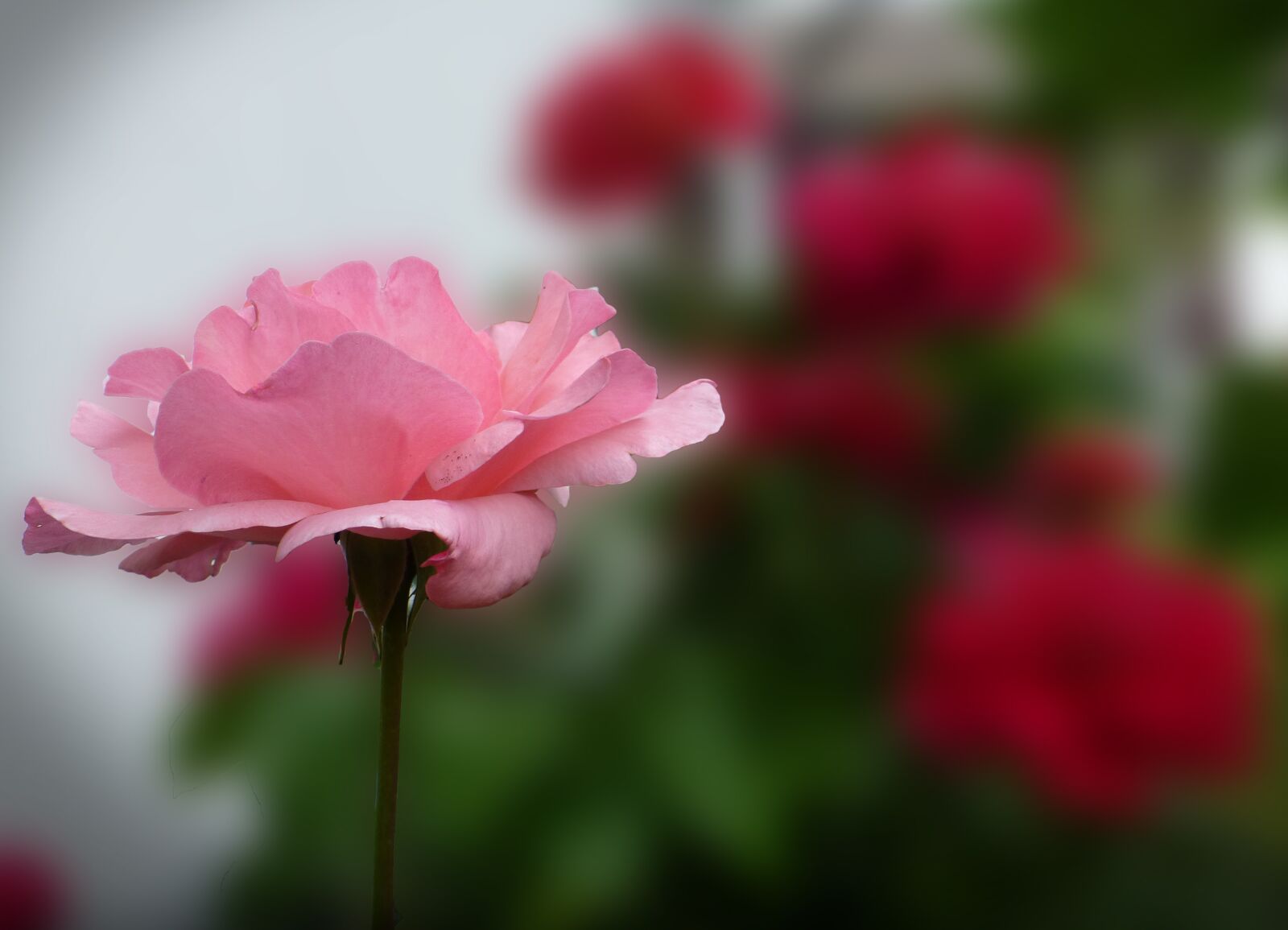 Panasonic DMC-TZ31 sample photo. Rose bloom, pink, garden photography