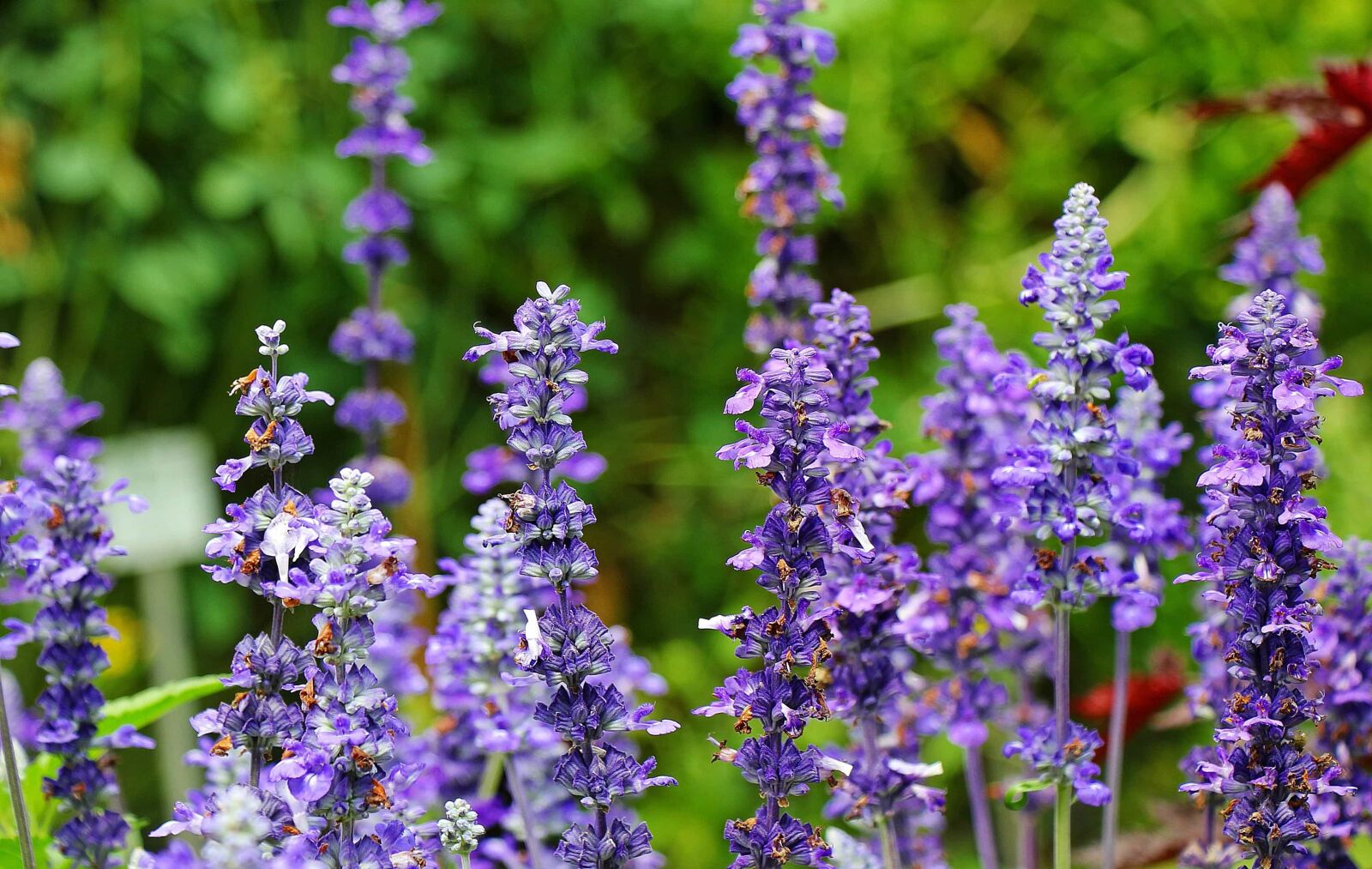 Canon EOS 550D (EOS Rebel T2i / EOS Kiss X4) sample photo. Garden, nature, summer, flower photography