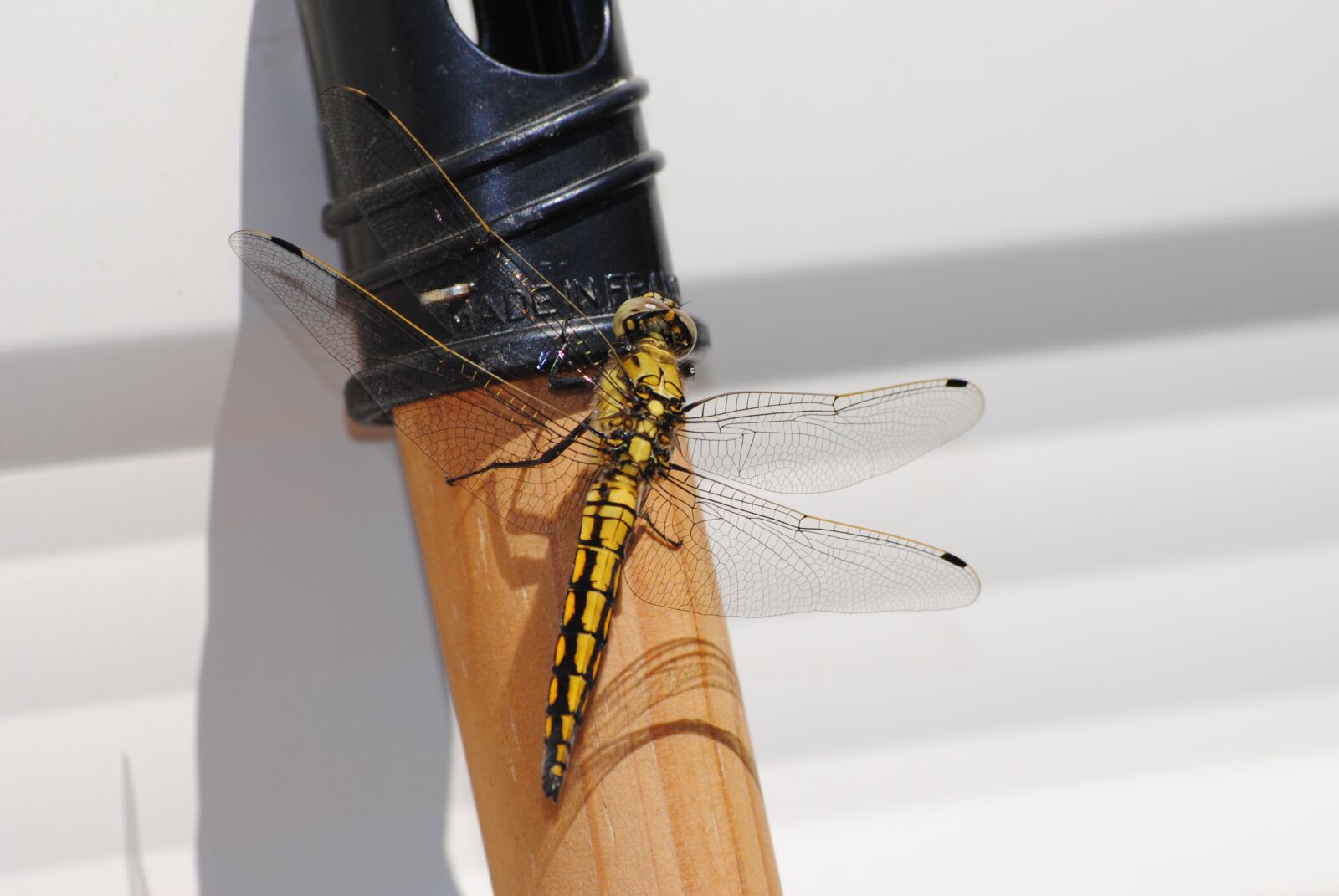 Nikon D3000 sample photo. Fly, insect, bug photography