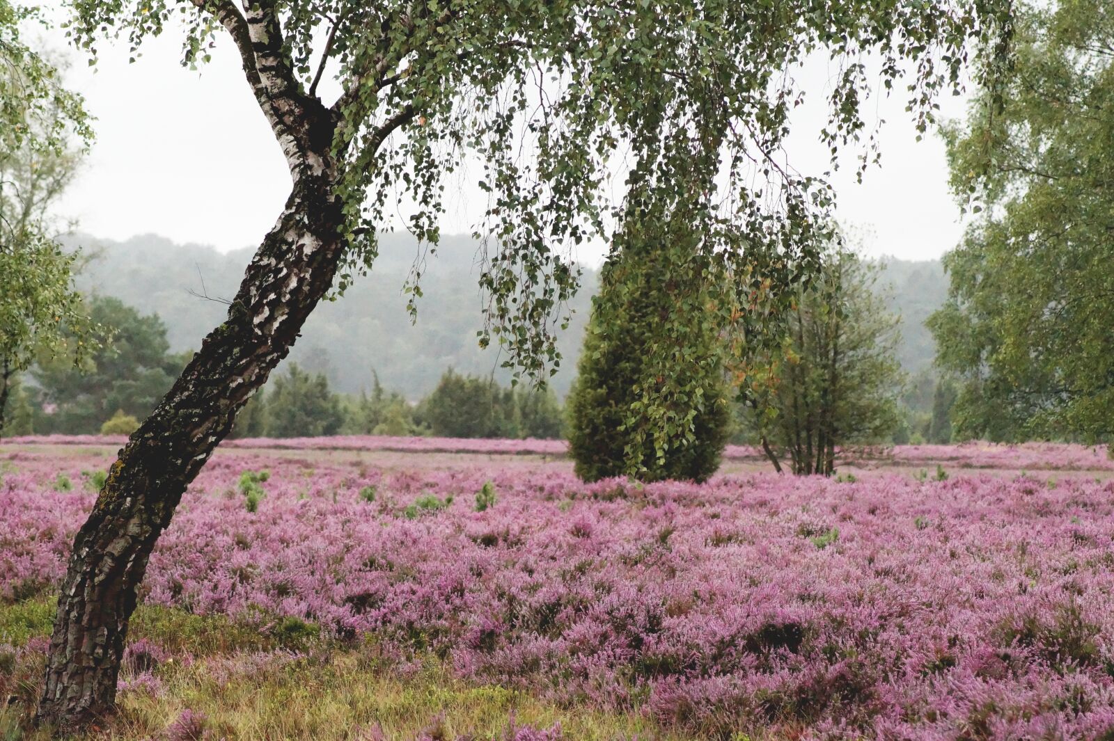 Sony SLT-A58 sample photo. Pagan, heather flower, lavender photography