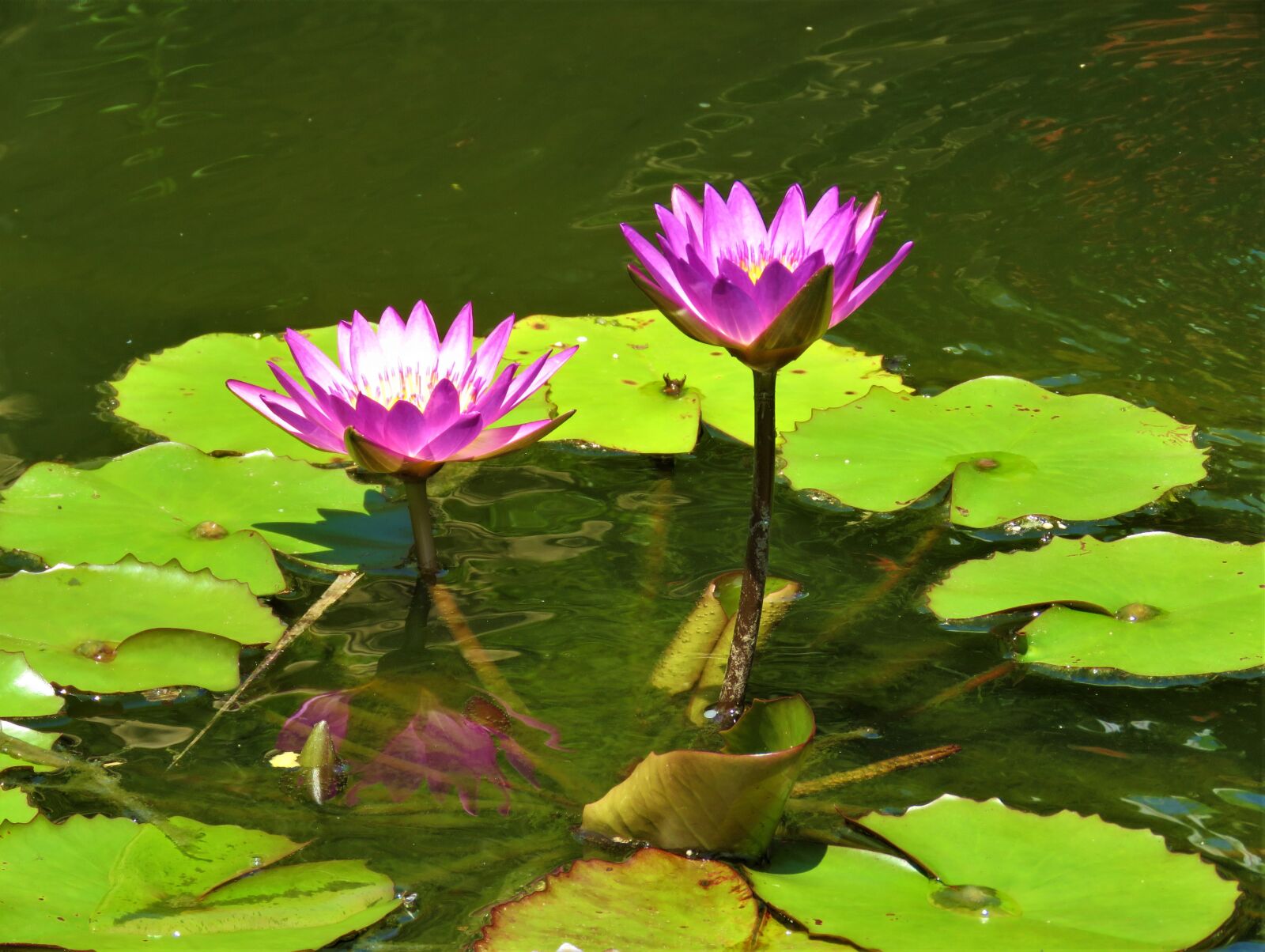 Canon PowerShot SX60 HS sample photo. Lotus, flowers, pond photography