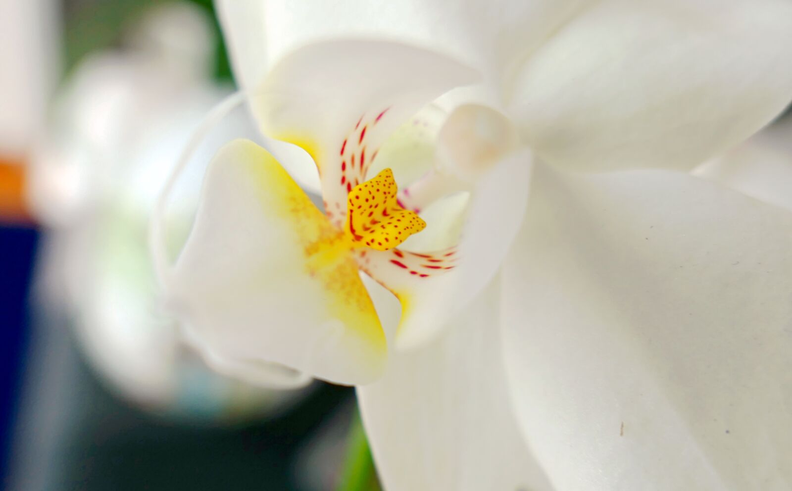 Panasonic Lumix DMC-LX10 (Lumix DMC-LX15) sample photo. Orchid, bloom, flowers photography