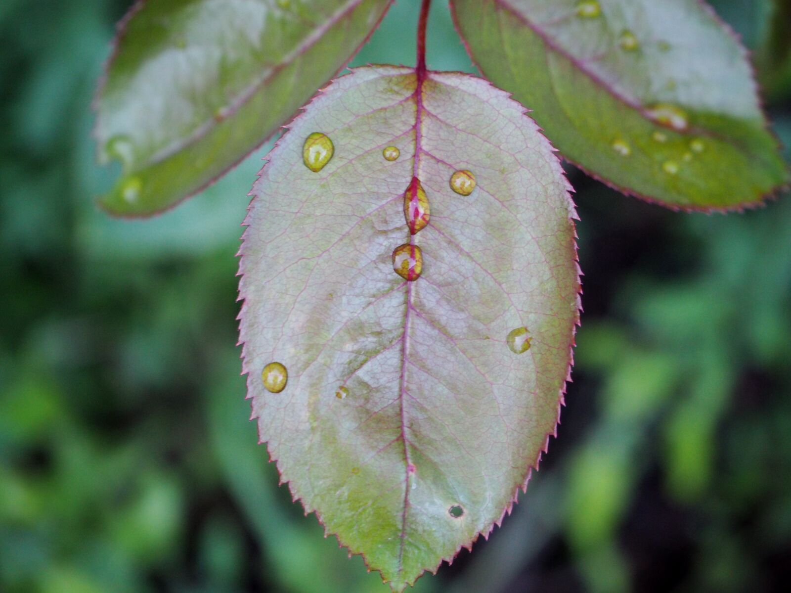 Olympus OM-D E-M10 sample photo. Leaf, leaves, rosenblatt photography
