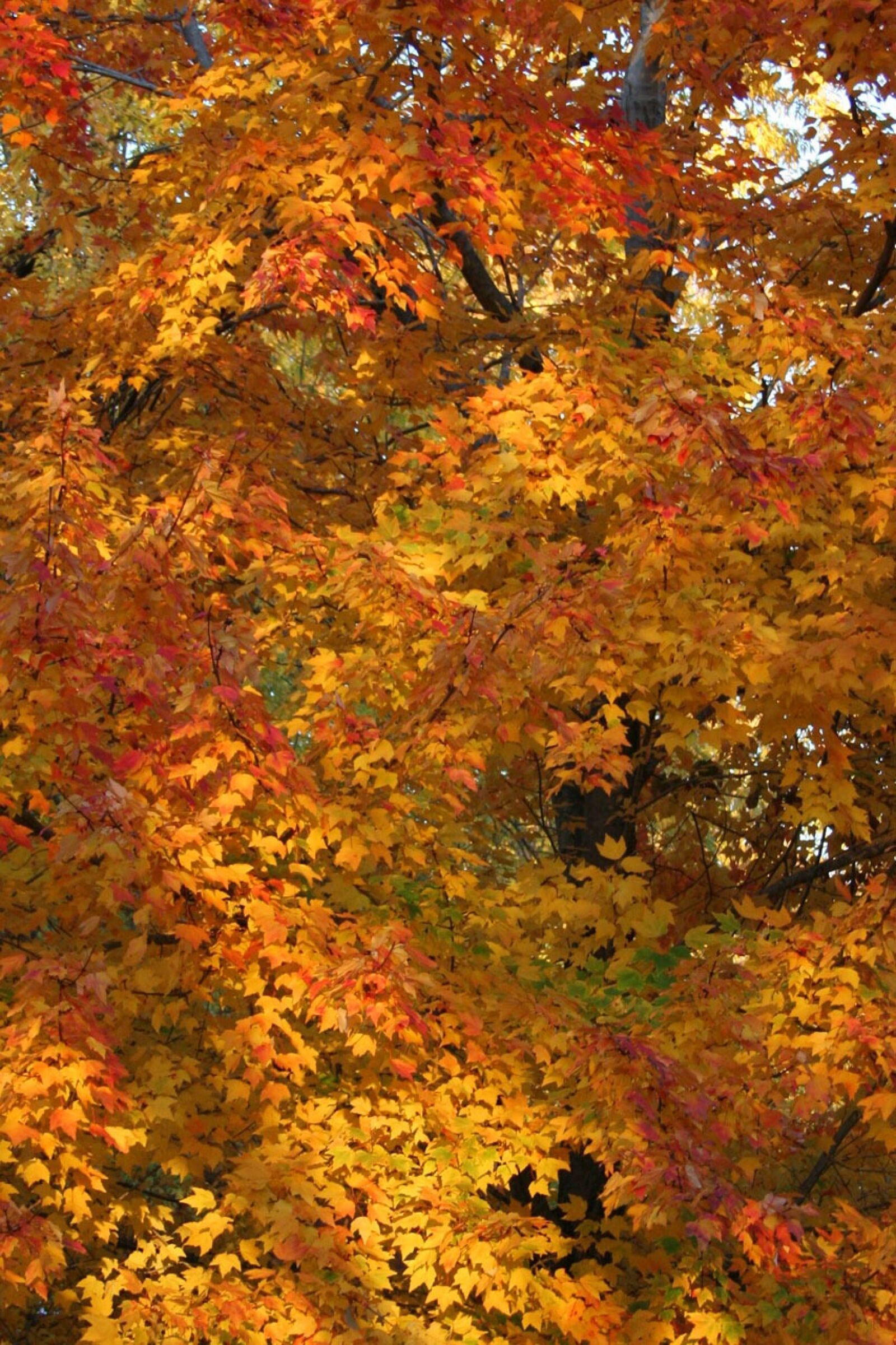 Canon EOS 350D (EOS Digital Rebel XT / EOS Kiss Digital N) sample photo. Foliage, autumn, leaves photography