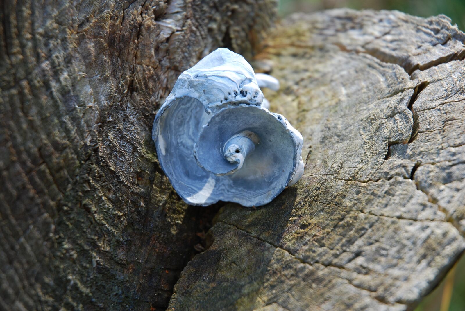 Nikon D80 sample photo. Snail, snail meat, natural photography