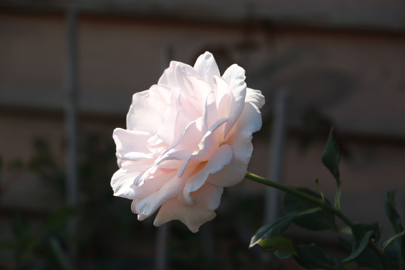 Canon EOS 7D Mark II sample photo. Flower, nature, plant photography