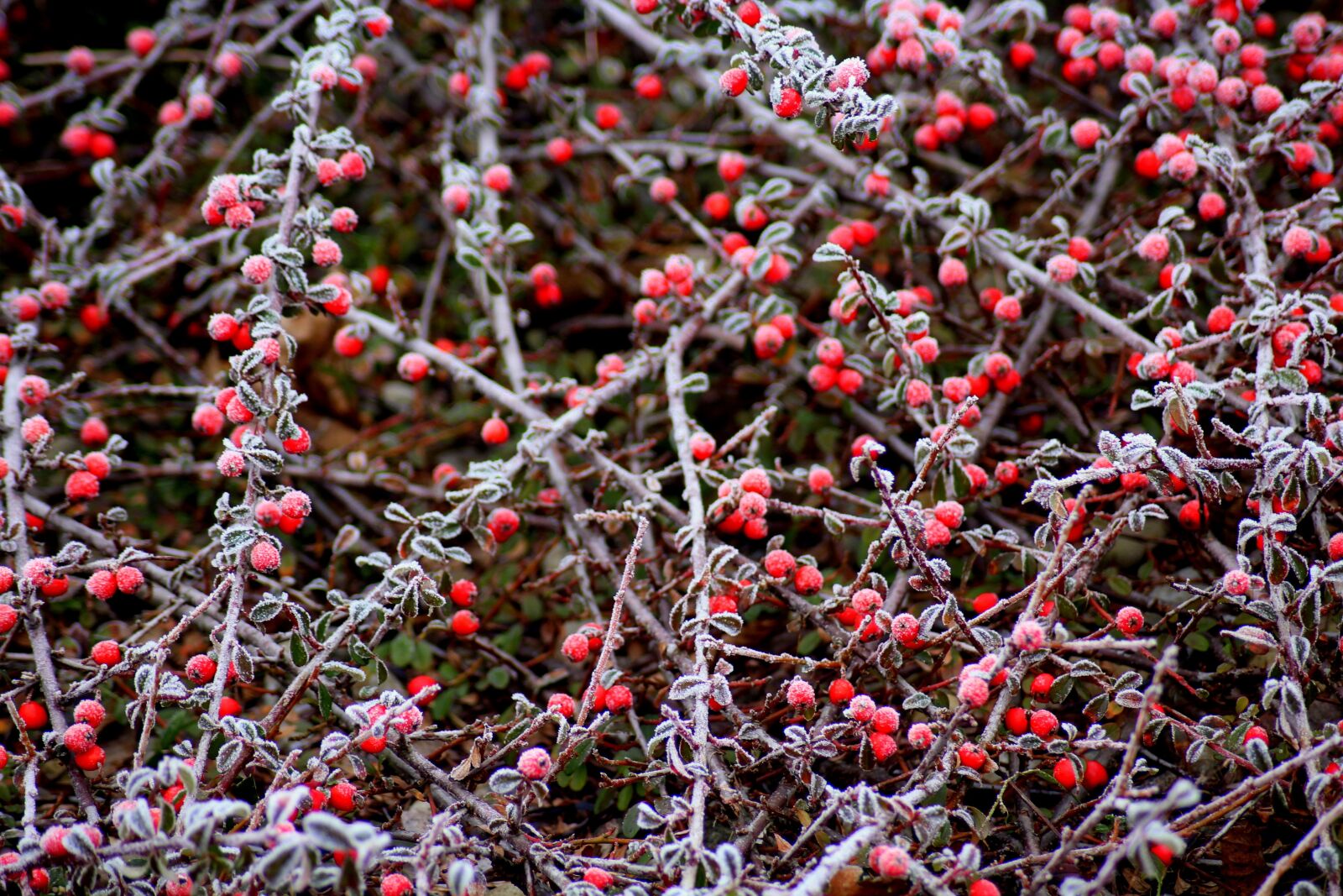 Canon EOS 1200D (EOS Rebel T5 / EOS Kiss X70 / EOS Hi) sample photo. Cotoneaster, bush, winter photography