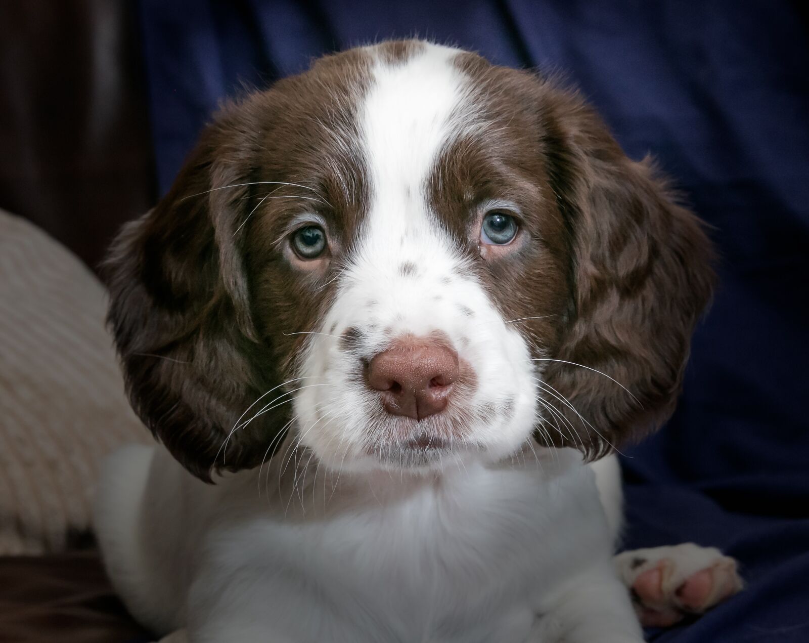 Canon EOS 5DS R sample photo. Puppy, spaniel, dog photography