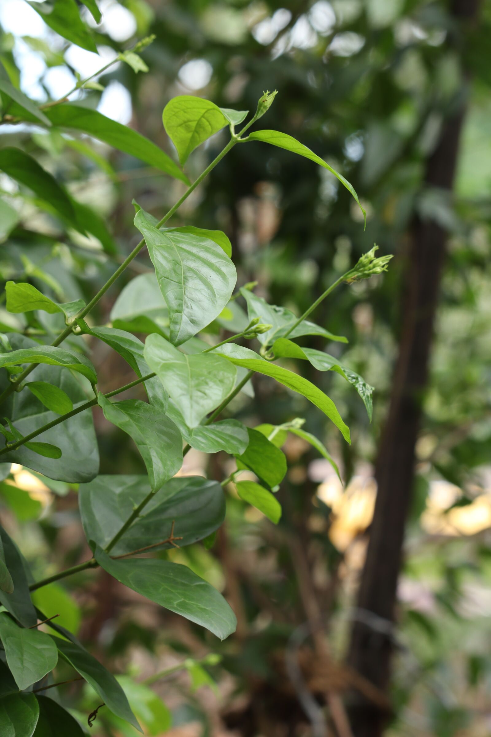 Canon EOS 250D (EOS Rebel SL3 / EOS Kiss X10 / EOS 200D II) sample photo. Leaf, nature, green photography
