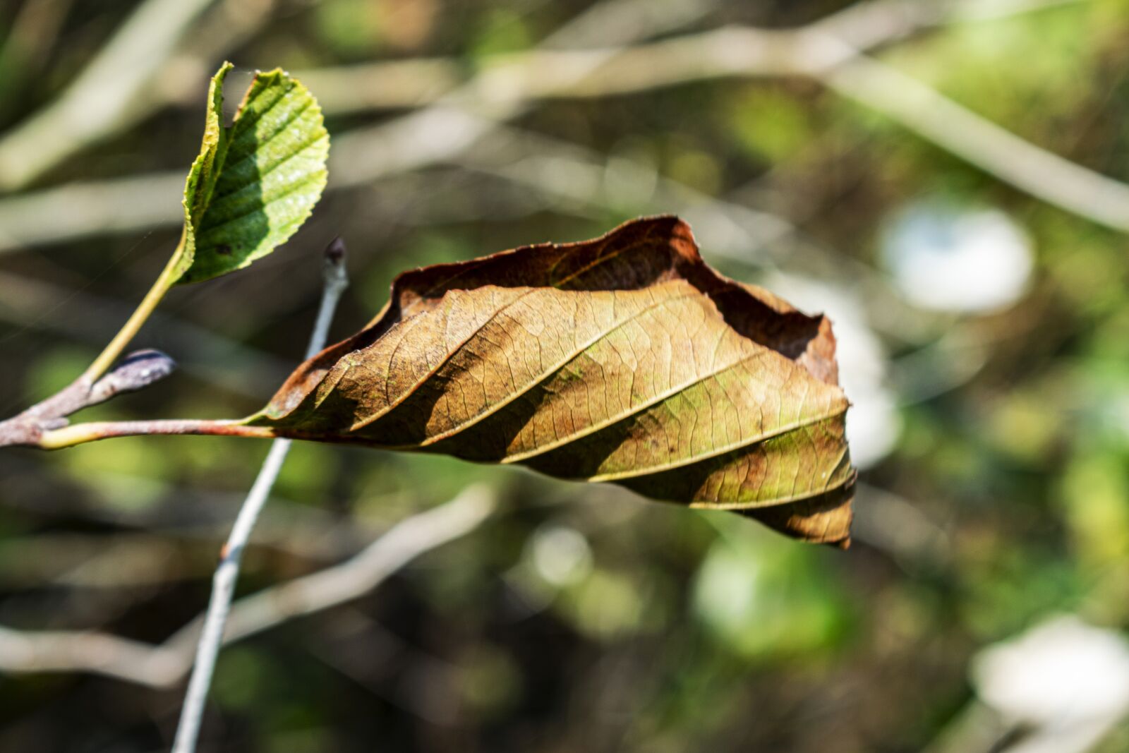 Nikon D5300 sample photo. Ticket, tree, dry photography