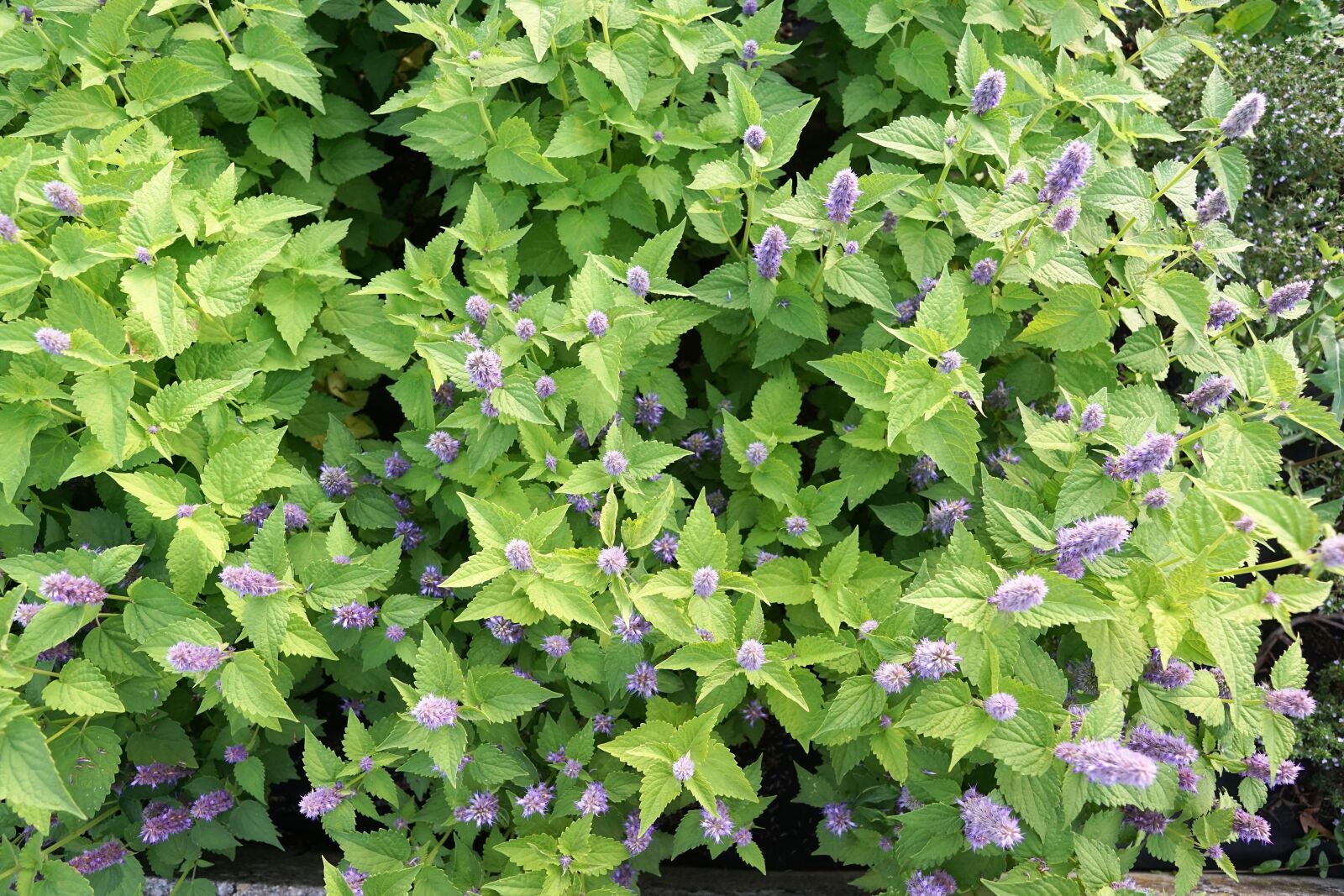 Sony ILCA-77M2 + Sony DT 16-50mm F2.8 SSM sample photo. Mint, herb, healthy photography