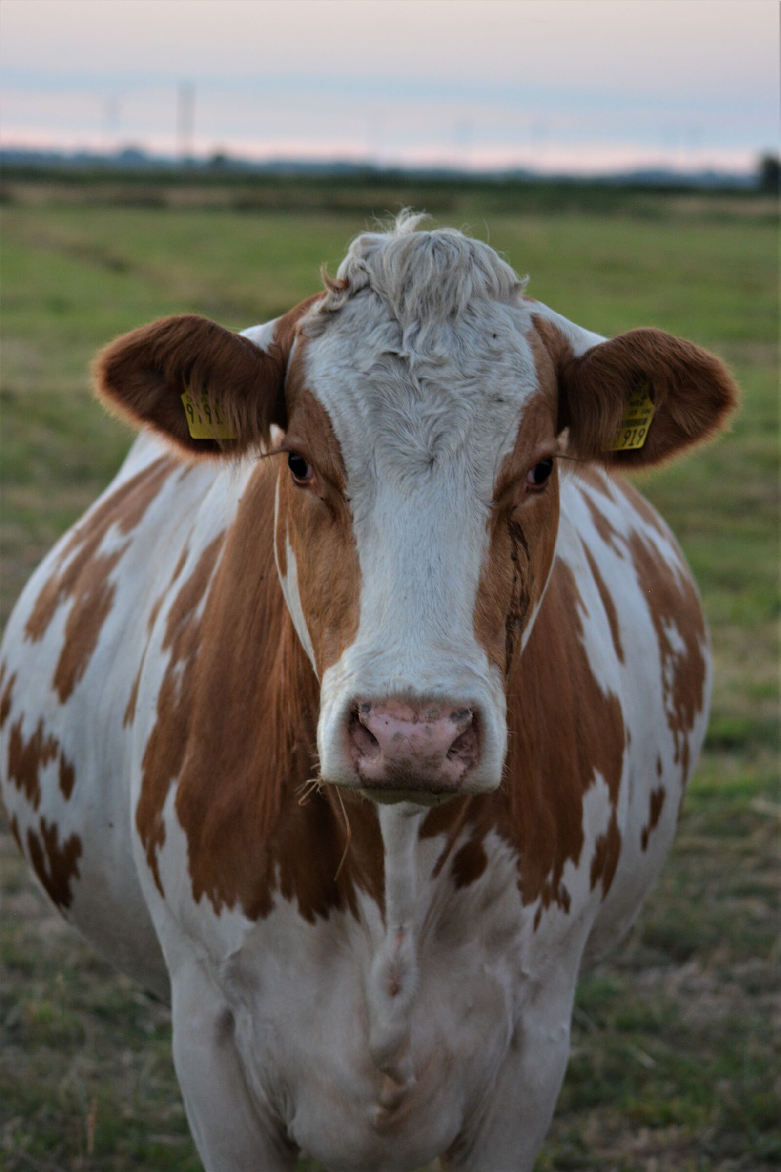 Nikon D5200 sample photo. Cow, close up, animal photography