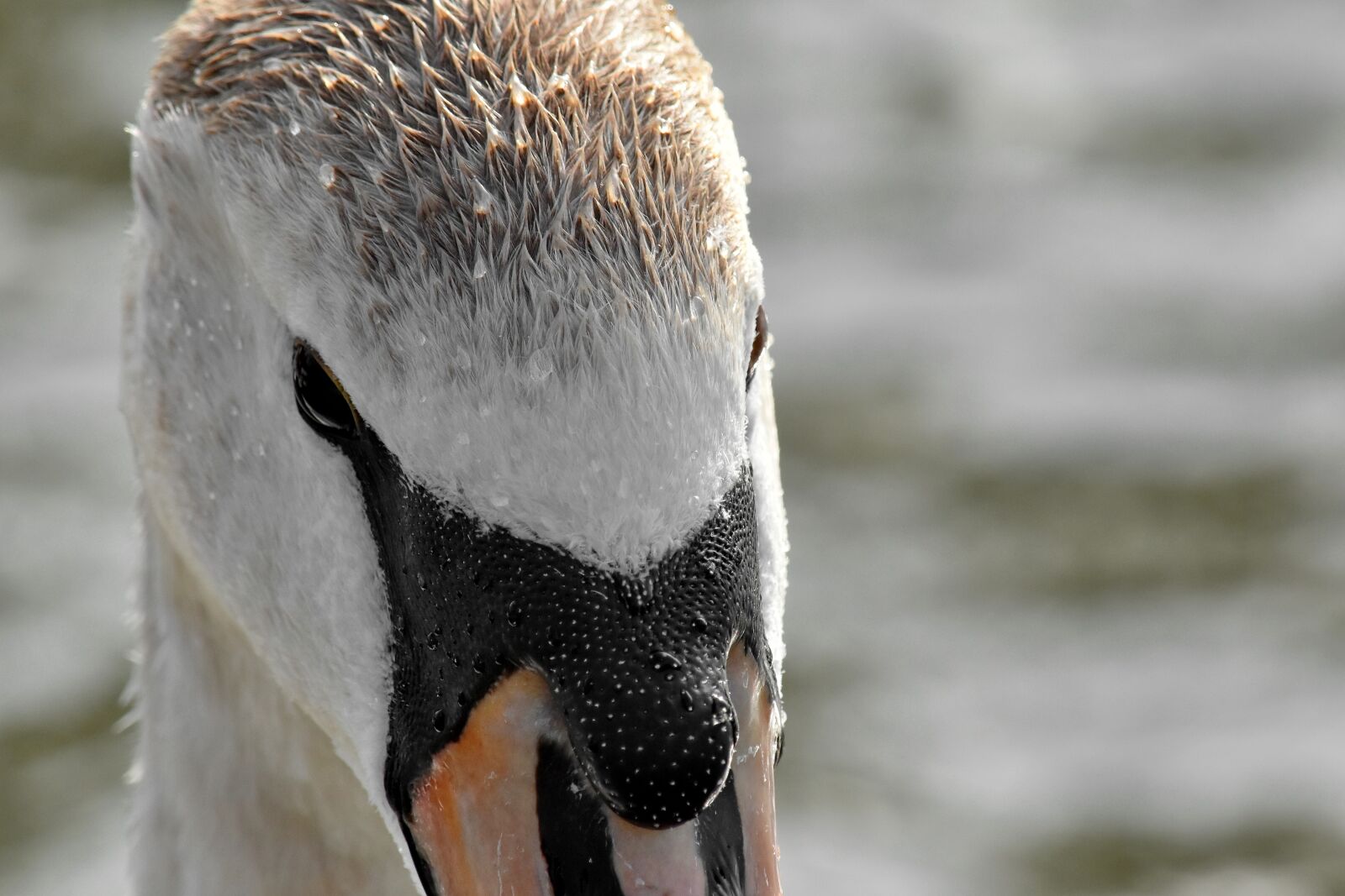Nikon D5500 sample photo. Bird, nature, wildlife, water photography