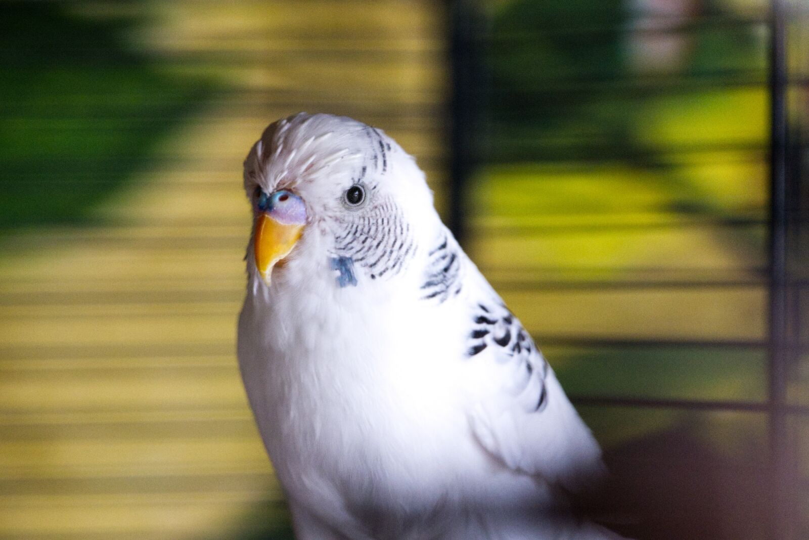 Panasonic Lumix DMC-FZ1000 sample photo. Budgie, white, animals photography