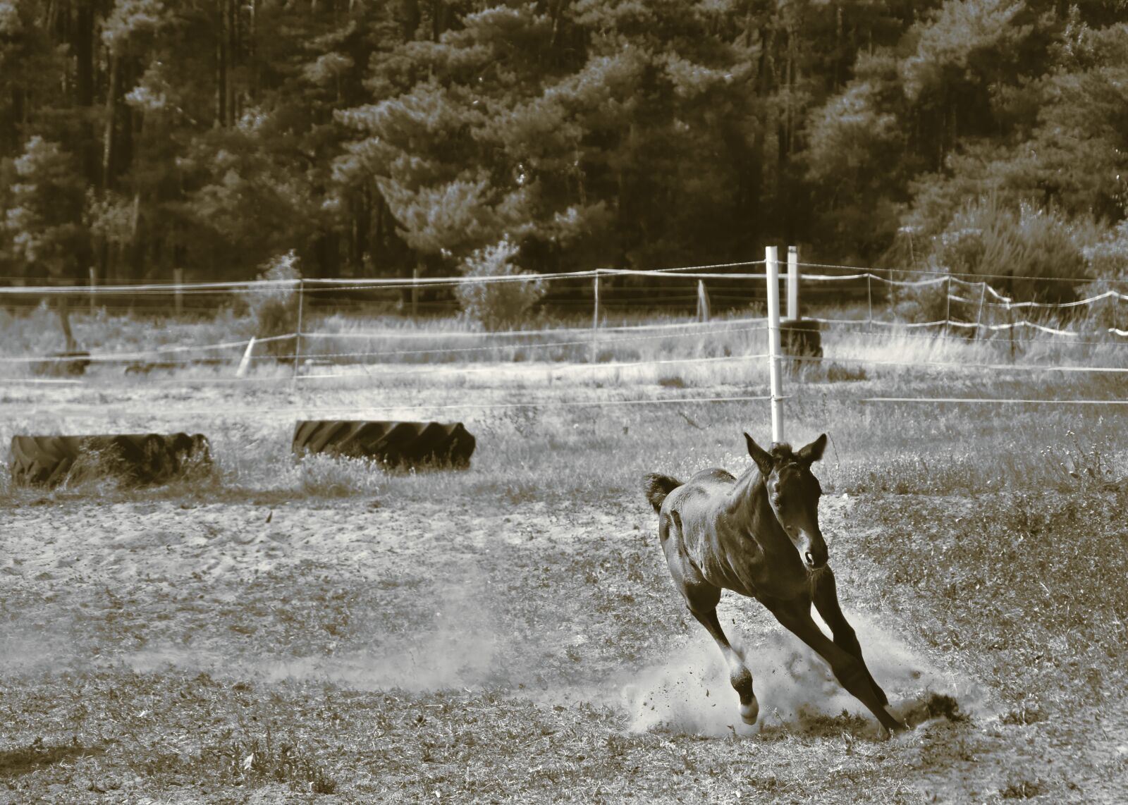 Nikon D5600 sample photo. Foal, horse, animal photography
