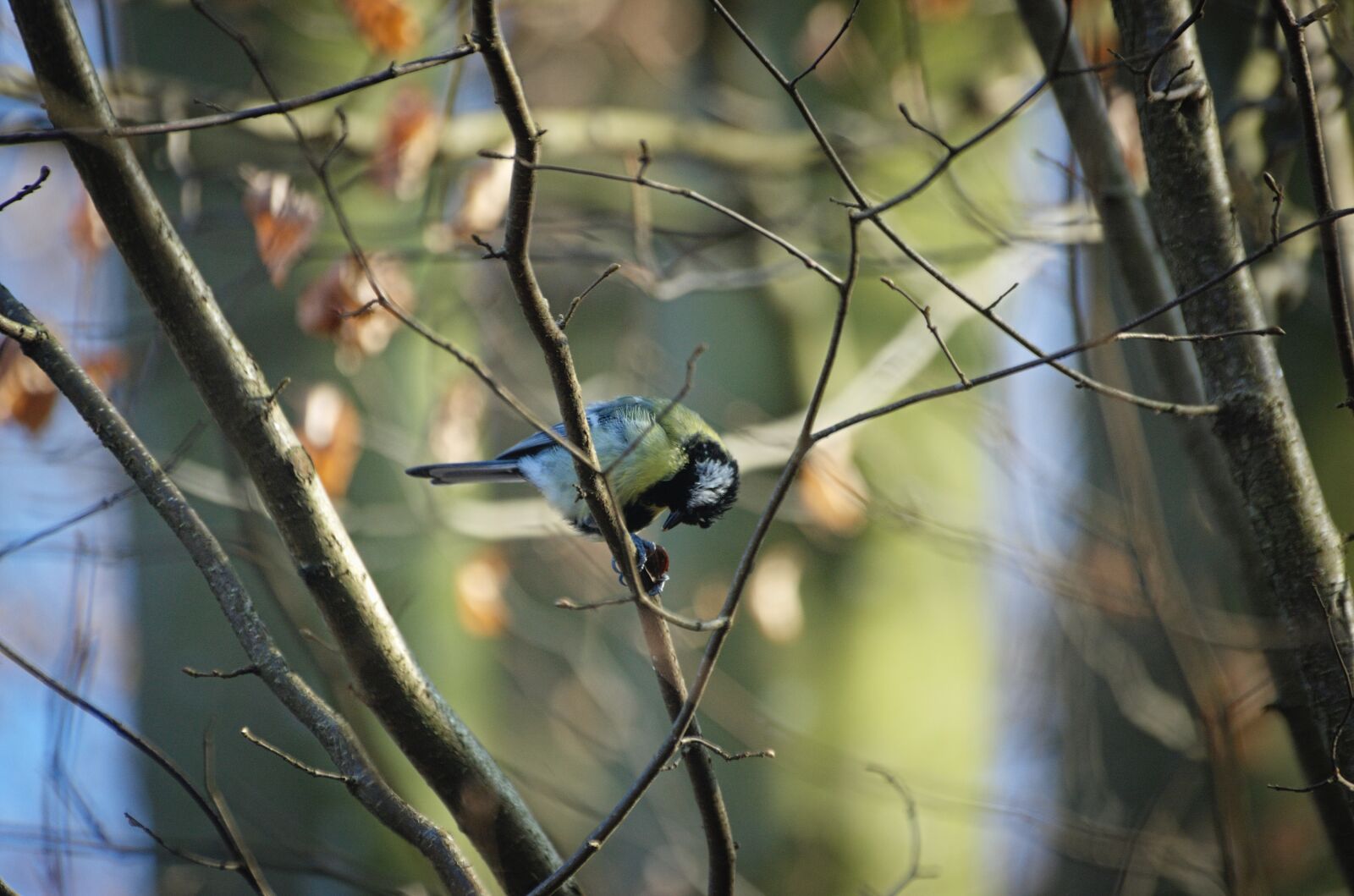 Nikon D70 sample photo. Tit, paridae, songbird photography