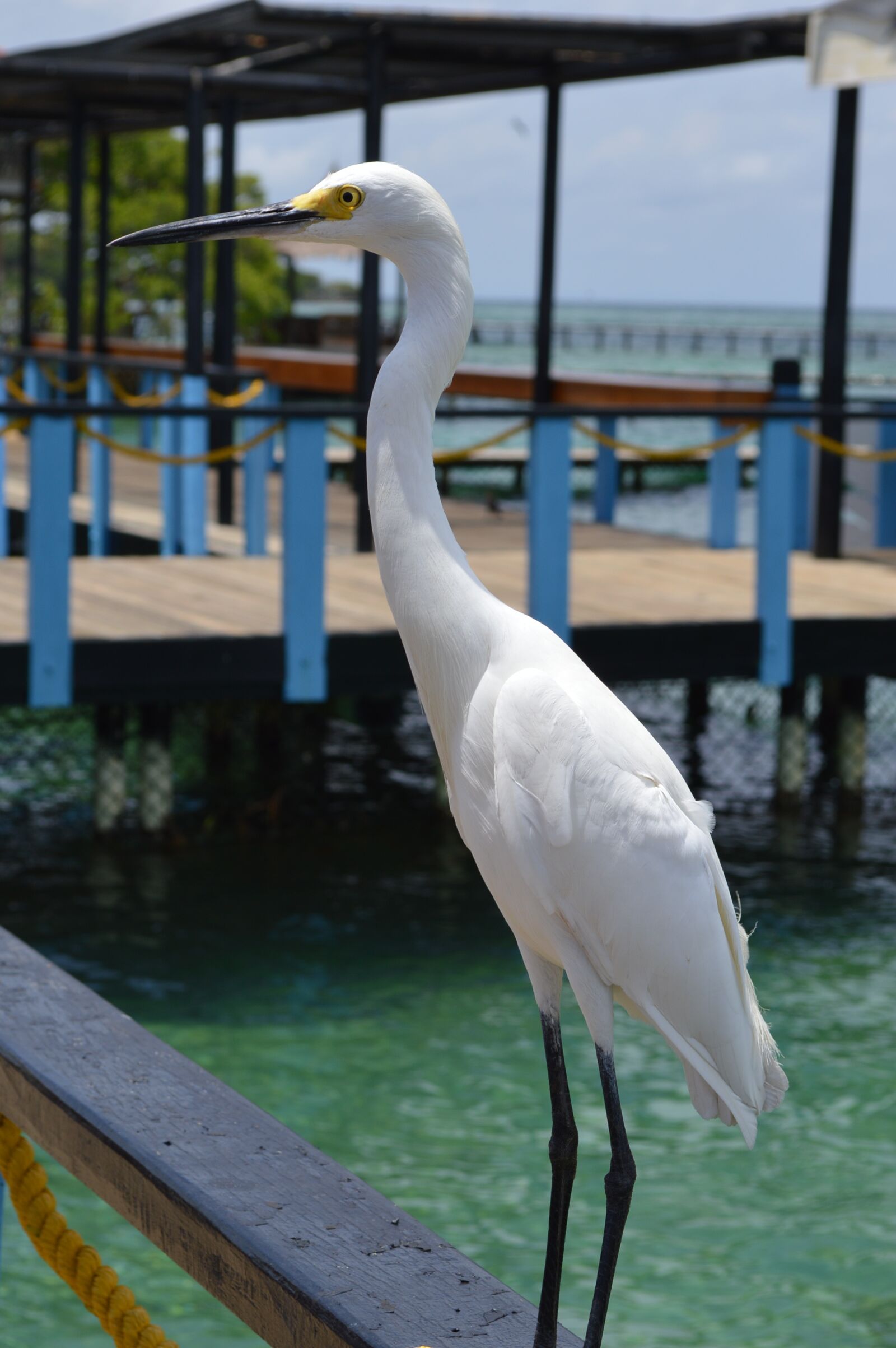 Nikon D3200 sample photo. Ave, nature, animals photography