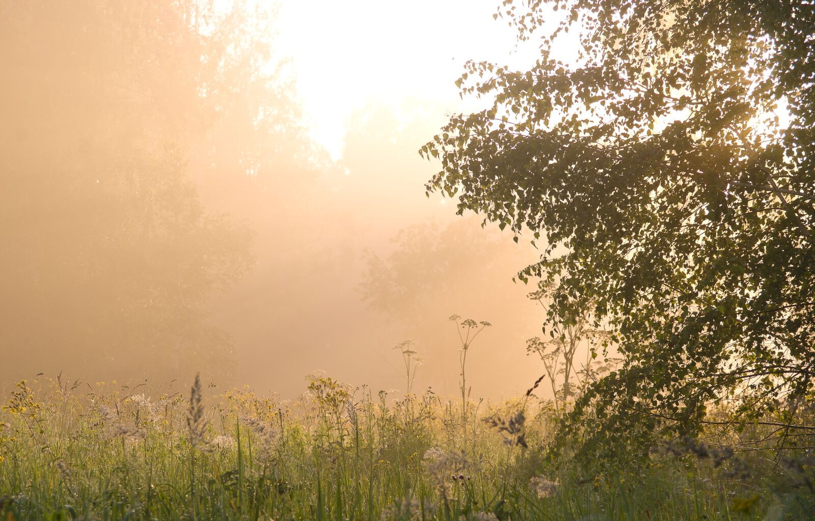 Sony Alpha DSLR-A850 sample photo. Summer, landscape, background photography