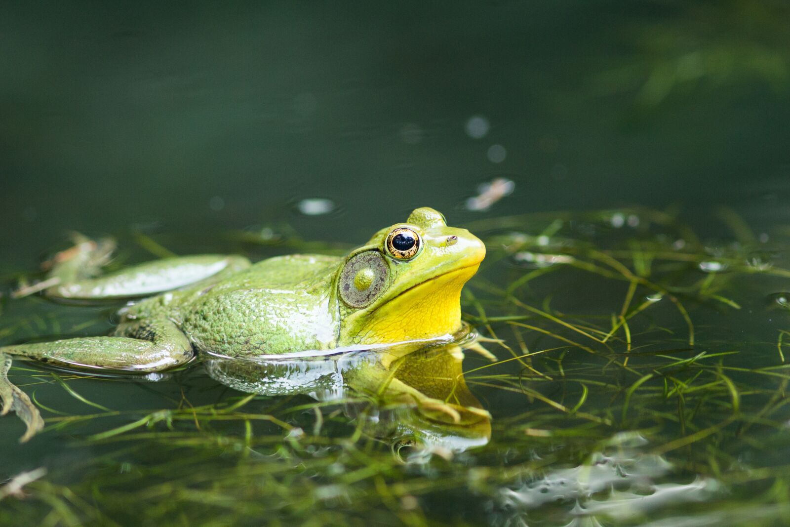 Canon EOS 700D (EOS Rebel T5i / EOS Kiss X7i) + Canon EF 300mm F4L IS USM sample photo. Frog, pond, lake photography