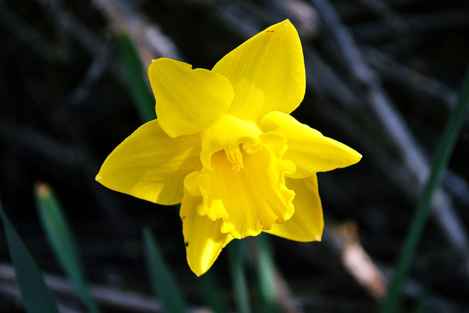 Nikon D3100 sample photo. Daffodil, flower, spring photography