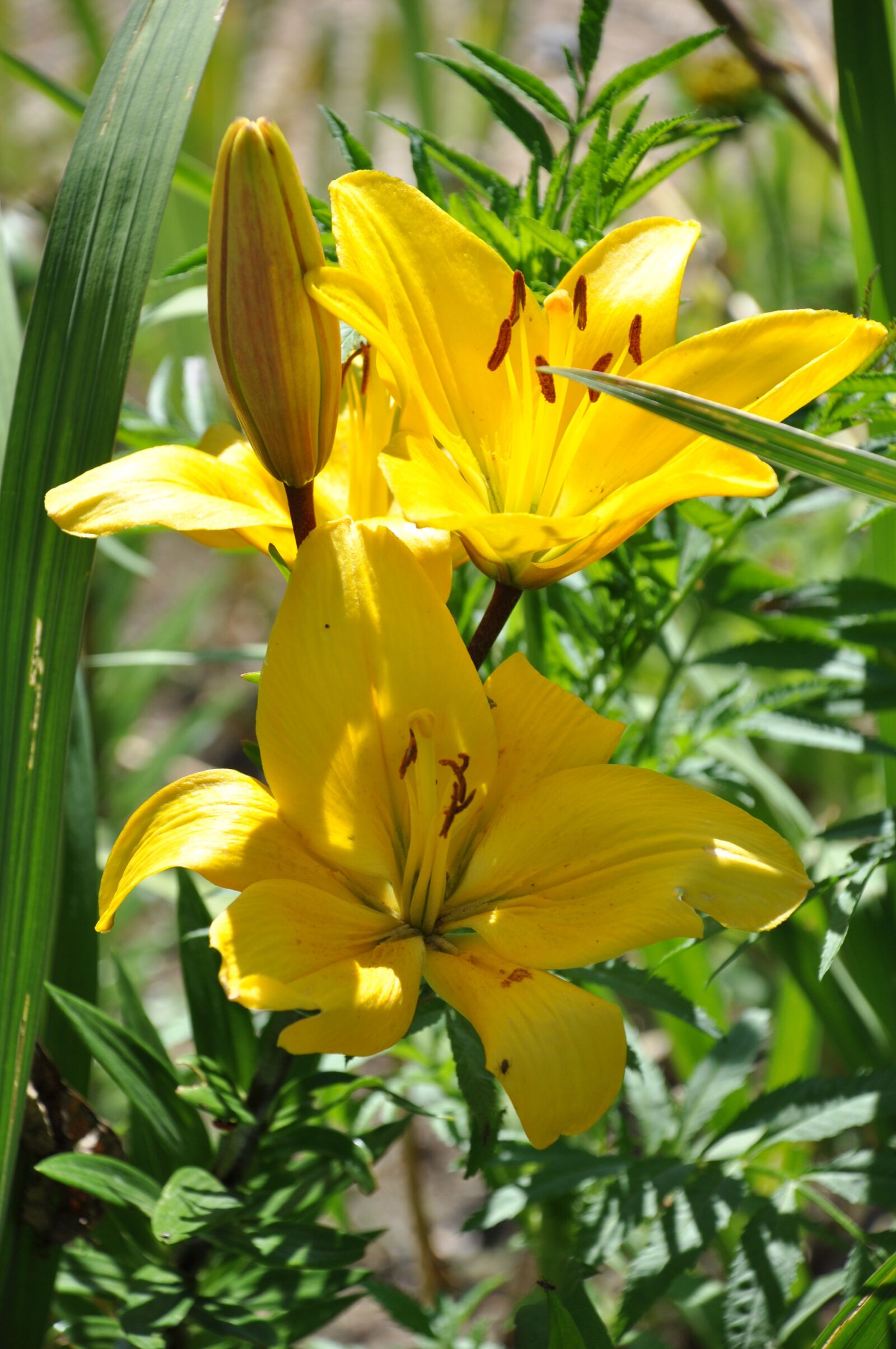 Nikon D90 sample photo. Lys, yellow lily, flowers photography