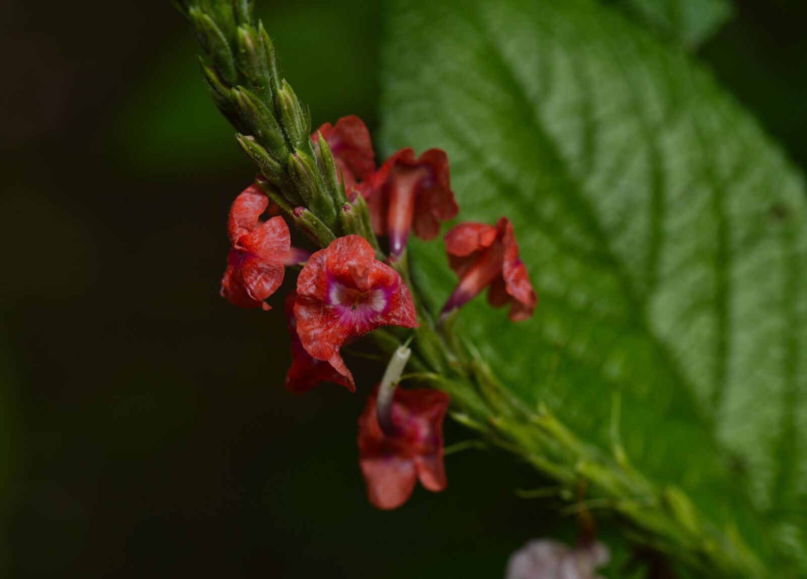 Nikon D3200 sample photo. Costa rica, plant, flower photography