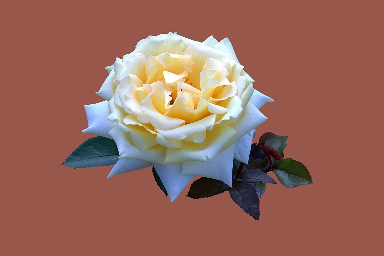 Canon EOS 7D sample photo. Bad kissingen, rose garden photography