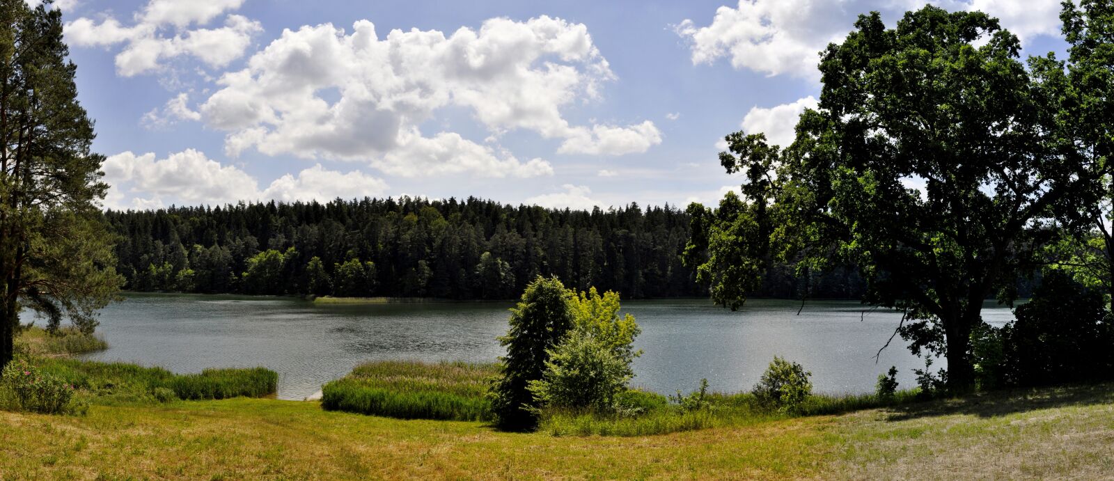 Nikon D5000 sample photo. Panoramic, nature, tree photography