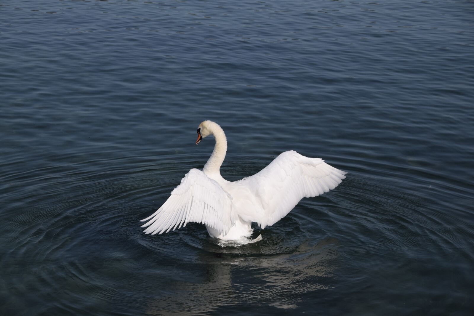 Nikon D5300 sample photo. Birds, lake, swans photography