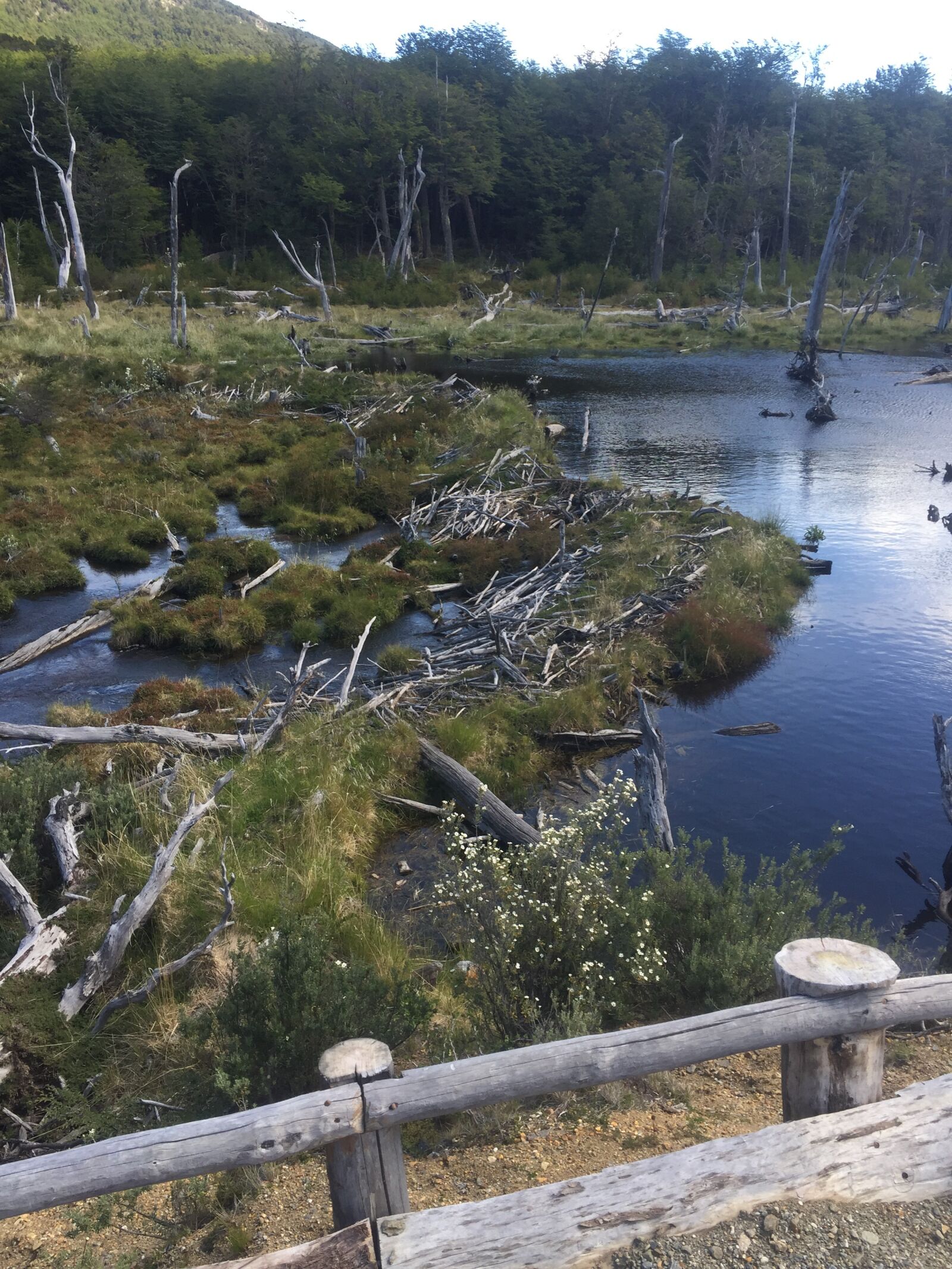 iPhone 6 back camera 4.15mm f/2.2 sample photo. Ushuaia, argentina, nature reserve photography