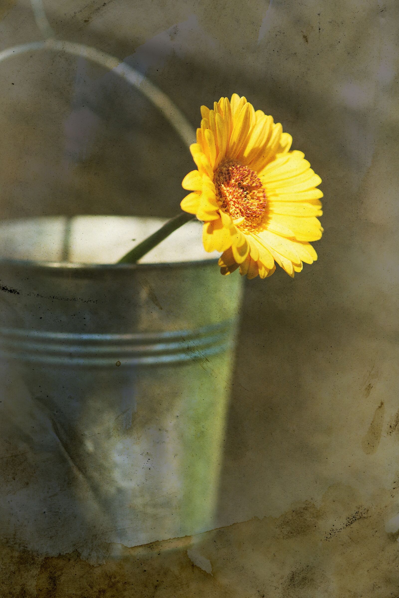 Nikon D600 sample photo. Yellow, flower, nature photography