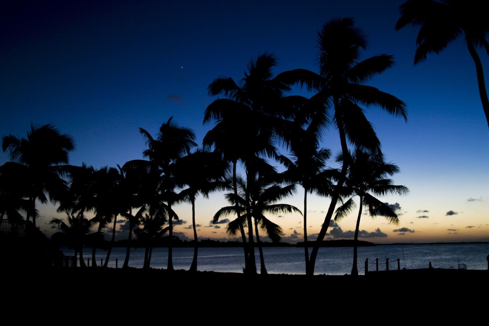 Canon EOS 10D sample photo. Palm trees, sunset, palm photography