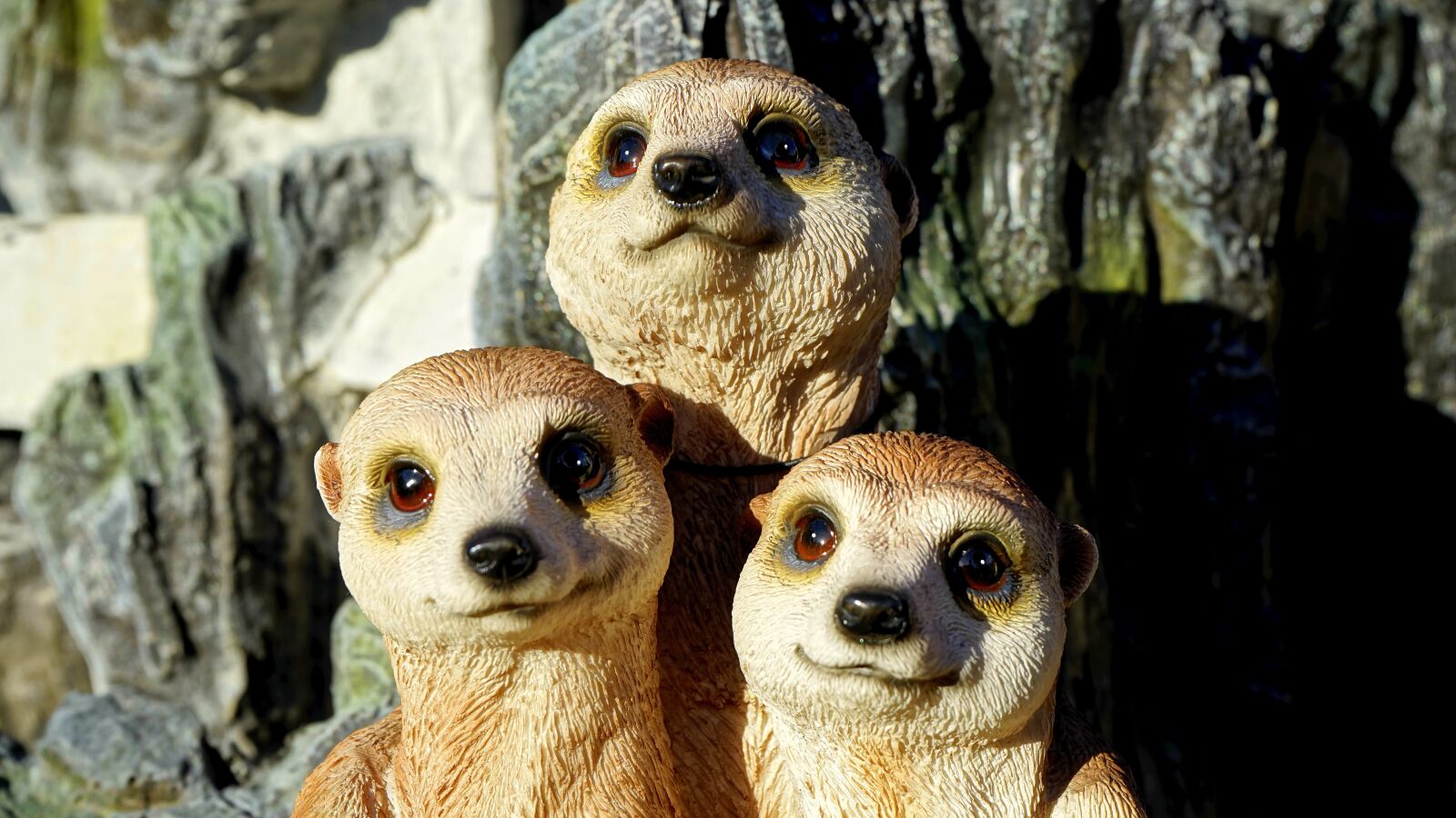 Sony a7 + Sony FE 28-70mm F3.5-5.6 OSS sample photo. Meerkat, family, animal photography
