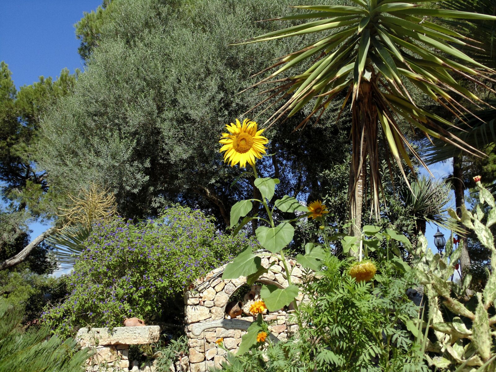 Sony Cyber-shot DSC-H200 sample photo. Sunflower, nature, garden photography
