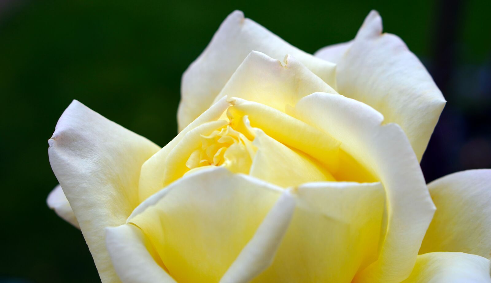 E 50mm F1.8 OSS sample photo. "Rose, flower, petals" photography