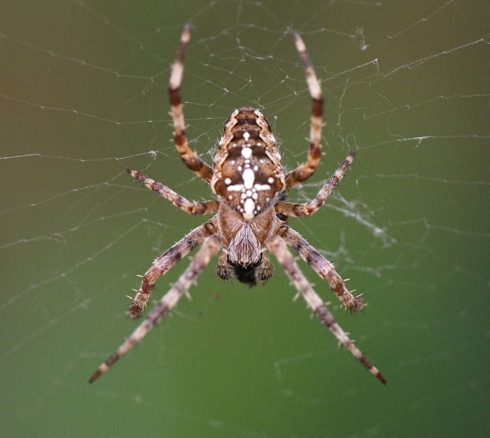 FujiFilm FinePix S200EXR (FinePix S205EXR) sample photo. Spider, web, macro photography