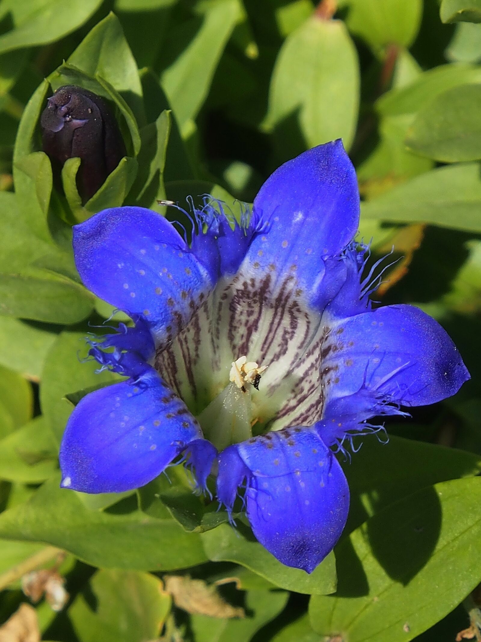 Olympus OM-D E-M5 sample photo. Gentian, blue, garden photography