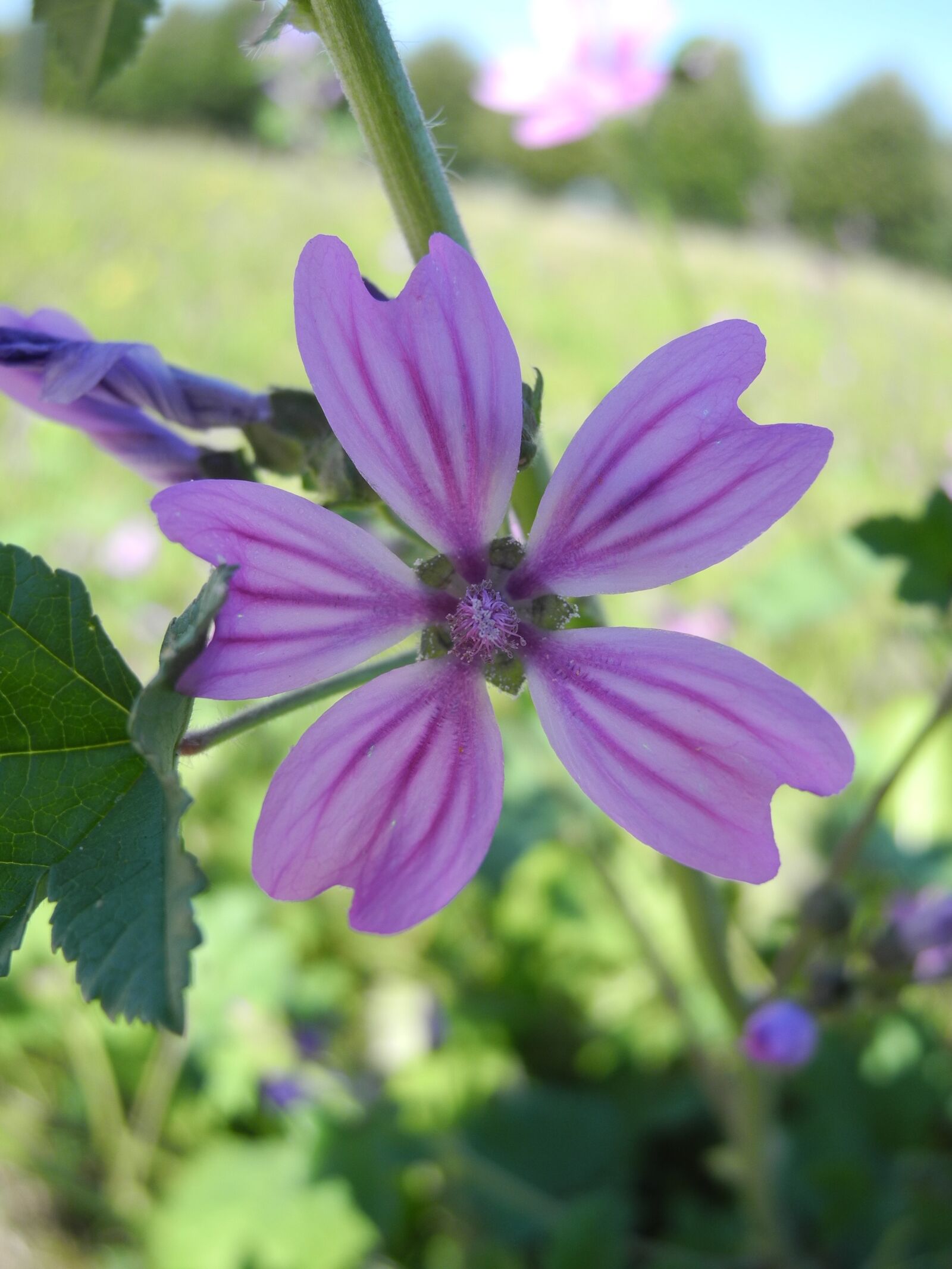 Nikon Coolpix P7000 sample photo. Flower, purple petals, macro photography