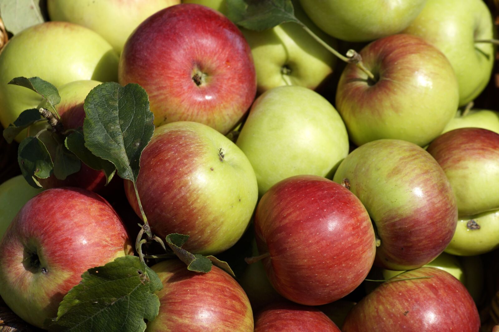 Sony SLT-A58 sample photo. Apple, bio, garden photography