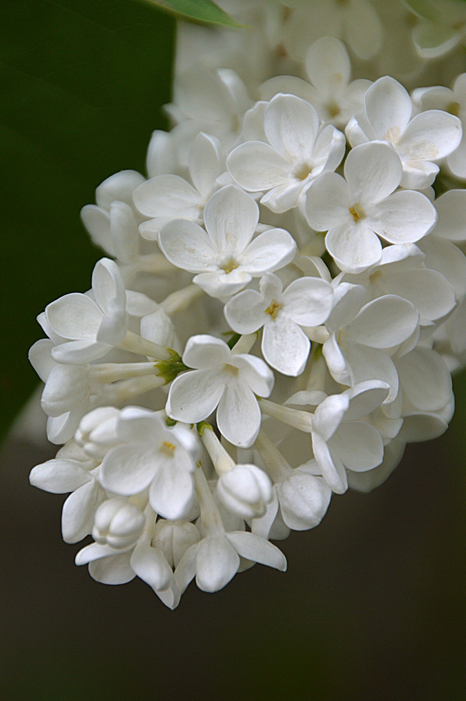 Nikon D3200 sample photo. Organ, spring, white photography