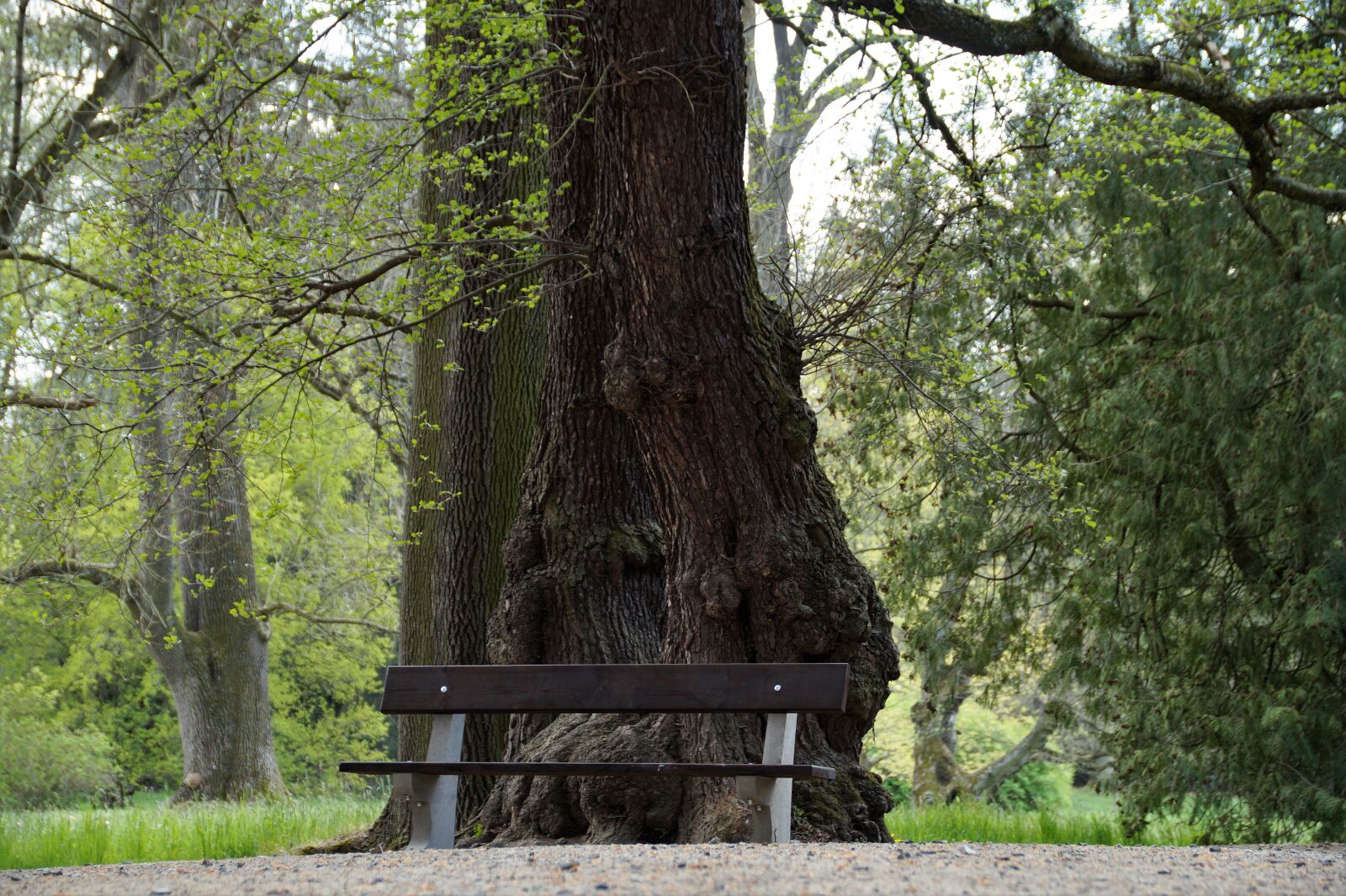Sony SLT-A58 sample photo. Bench, park, seating photography