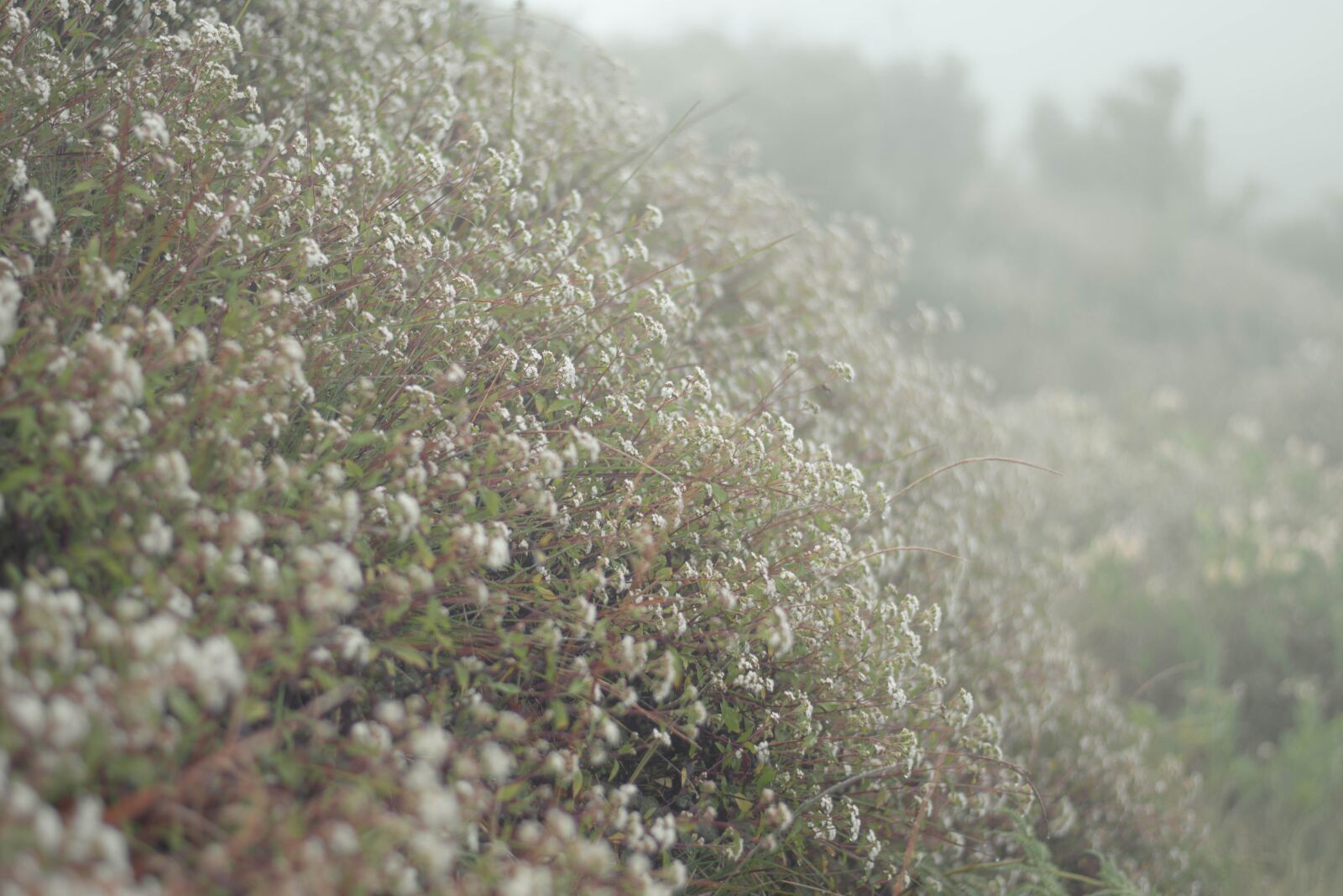 Nikon D3400 sample photo. White flower, fog, grassland photography