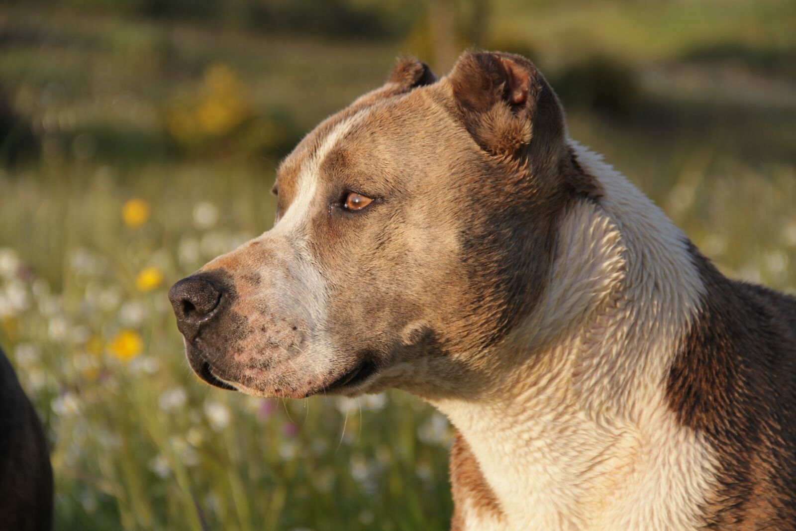Canon EOS 7D sample photo. Animal, dog, pitbull photography