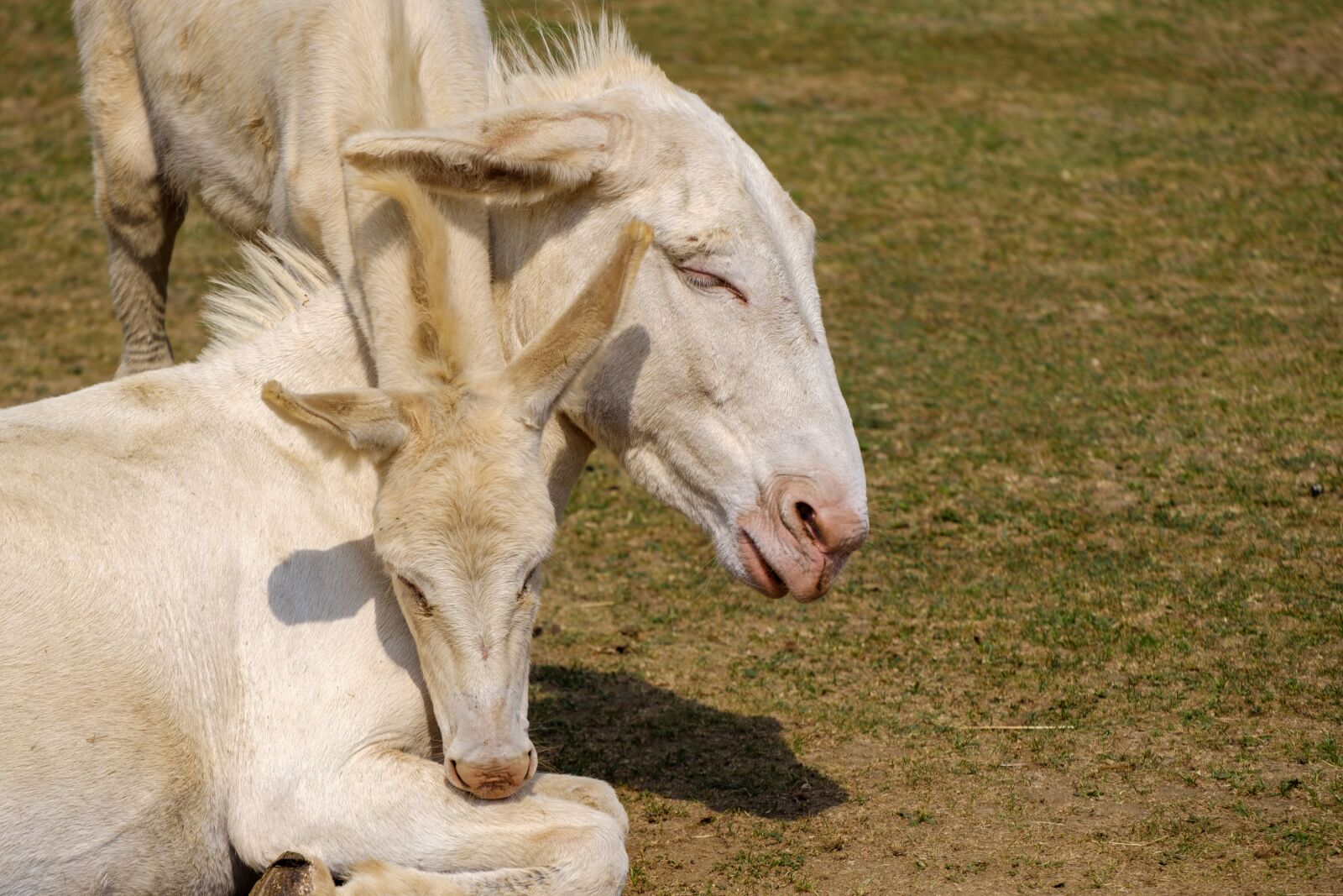 Fujifilm X-T2 sample photo. Donkey, horse, baby photography