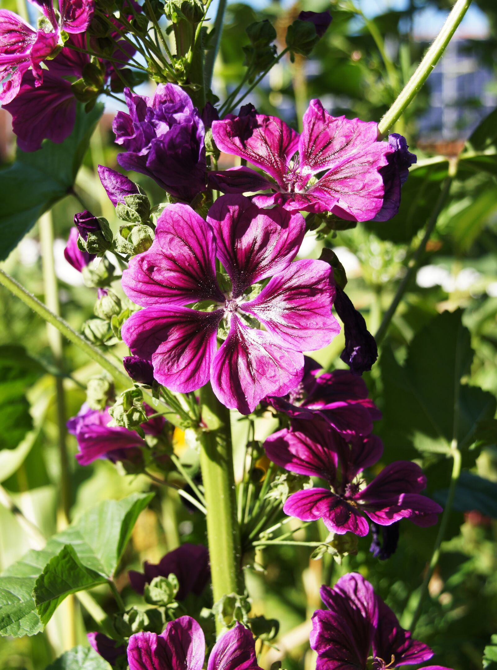 Sony SLT-A33 sample photo. Mallow, bee-friendly, blue photography