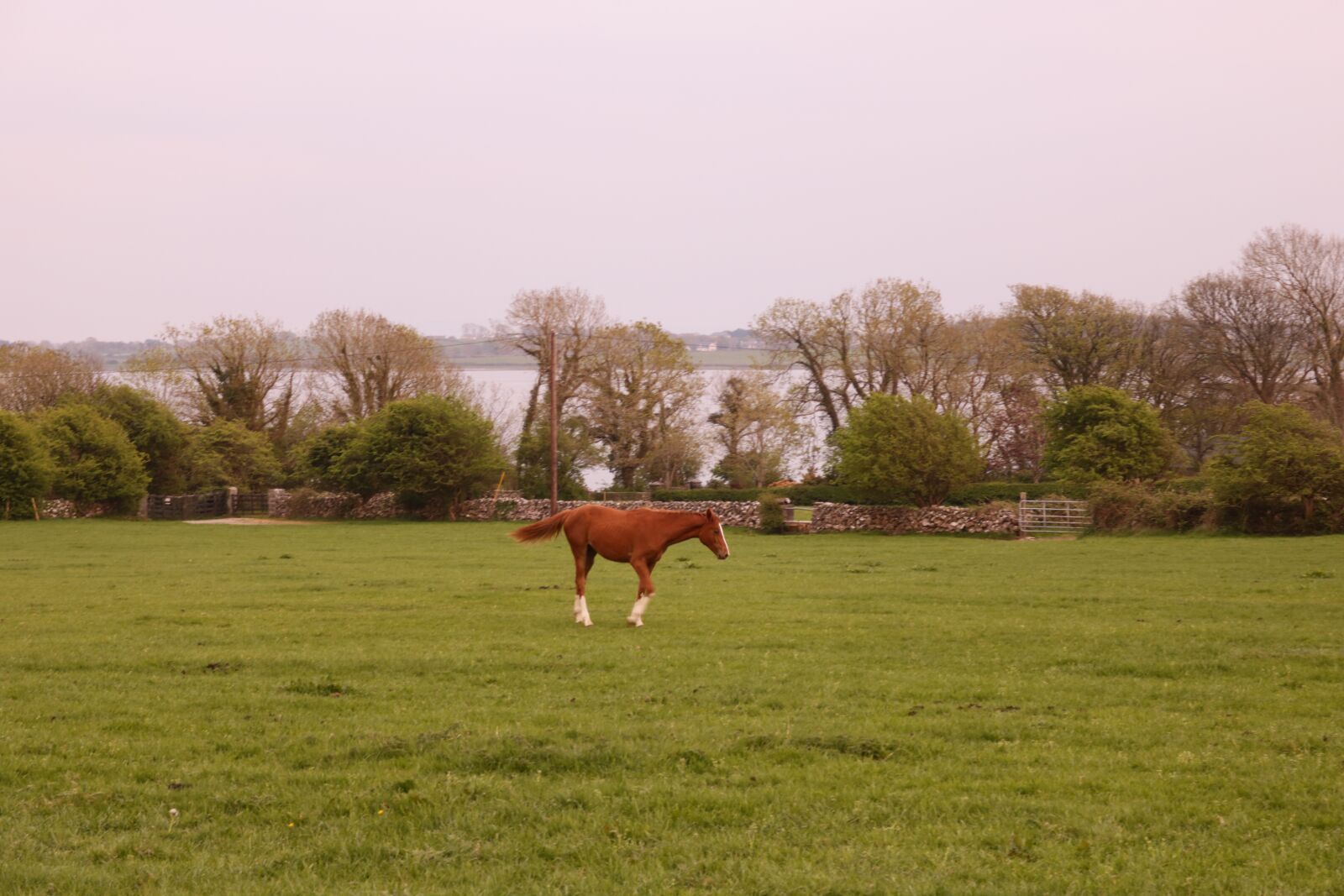 Canon EOS 750D (EOS Rebel T6i / EOS Kiss X8i) sample photo. Horse galway bay, horse photography