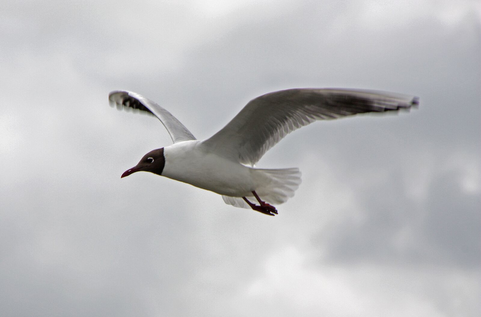Canon EOS 450D (EOS Rebel XSi / EOS Kiss X2) sample photo. Seagull, north sea, bird photography