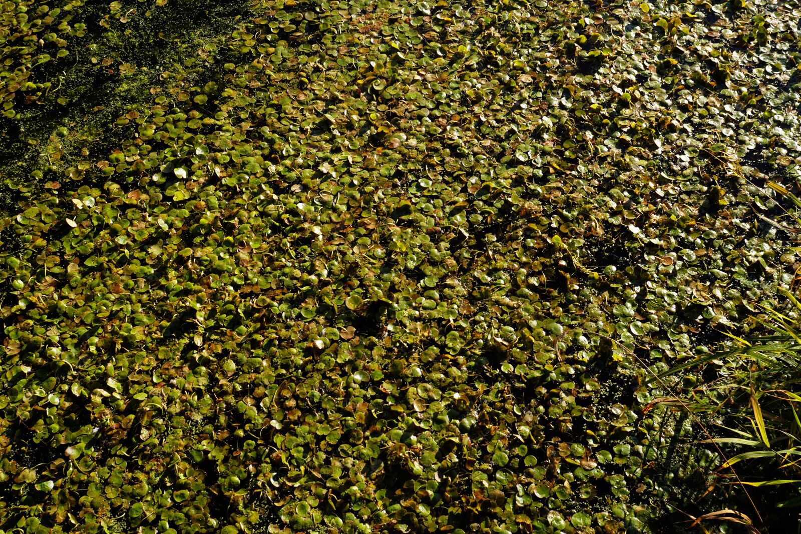 Sony SLT-A68 sample photo. Duckweed, pond, nutrient-rich photography