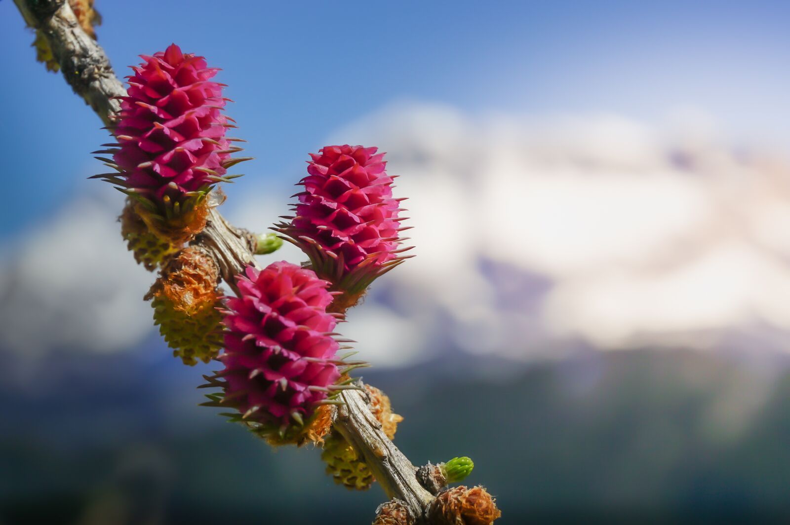 Sony a6000 sample photo. Larch, flower, larix photography